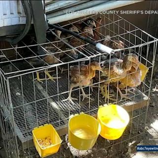 Deputies find thousands of cockfighting roosters in raid on Chatsworth property