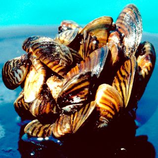 Invasive mussels taking over Texas lakes will destroy your boat