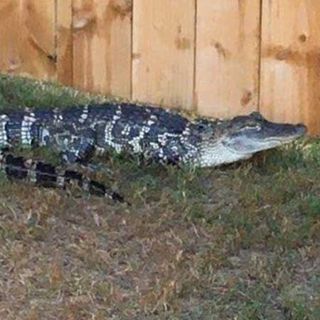 Unexpected visitor: Alligator found creeping around yard of east-side home