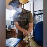 Detained 'drug smuggler' cat escapes Sri Lanka prison