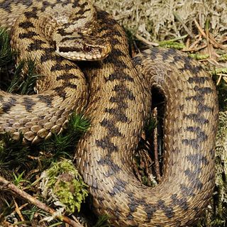 A viper's zig-zag colors help blur their predators' vision