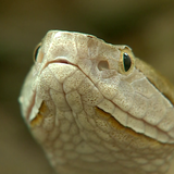 Beware - It's copperhead mating season in Arkansas