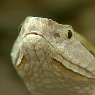 Beware - It's copperhead mating season in Arkansas