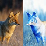 'Hyper urban' coyote genomes are growing apart from their city and rural cousins