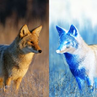 'Hyper urban' coyote genomes are growing apart from their city and rural cousins