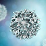 Common colds train the immune system to recognize COVID-19