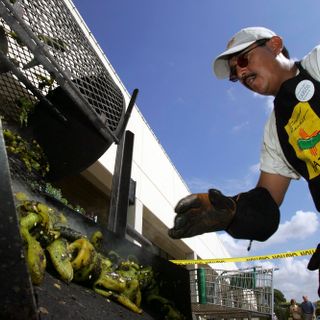 H-E-B and Central Market now selling Hatch chiles