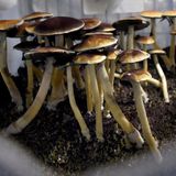 Canada approves psychedelic mushroom treatment for 4 terminally ill patients