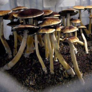 Canada approves psychedelic mushroom treatment for 4 terminally ill patients