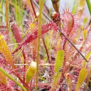 Rare Carnivorous Sundew Found By DNR Volunteers While Kayaking