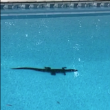 Alabama man finds alligator swimming in his backyard pool