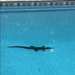 Alabama man finds alligator swimming in his backyard pool