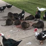 Orange Teeth. Long Tails. Check out these swamp rats that are spreading in a Fort Worth park