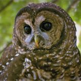 Owl research leads Oregon scientist to new frontier in baby hearing tests