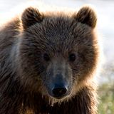 Fish and Game kills 4 bears near Hope as it investigates fatal mauling - Alaska Public Media