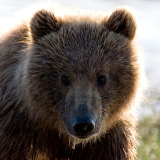 Fish and Game kills 4 bears near Hope as it investigates fatal mauling - Alaska Public Media