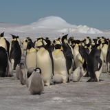 Satellite imagery reveals new penguin colonies in Antarctica | CNN