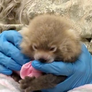 Double the Joy! Erie Zoo Welcomes 2 Critically Endangered Red Panda Cubs