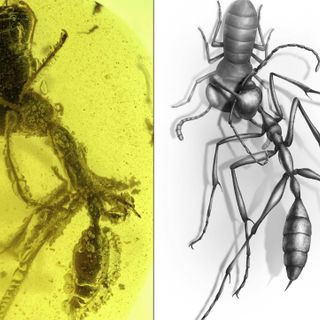 Researchers find ancient ‘Hell Ant’ frozen in time, locked in battle
