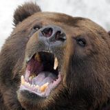 The Dow Closed in Bear Market After WHO Declares Pandemic