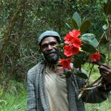 New Guinea has the most plant species of any island