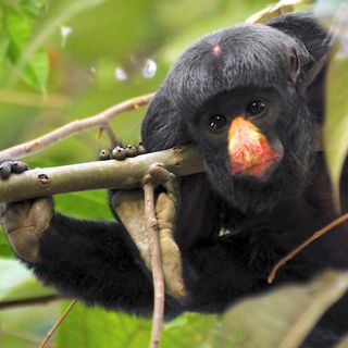 Brazilian Amazon protected areas ‘in flames’ as land-grabbers invade