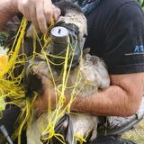 Long Island goose rescued after being found strapped with explosives