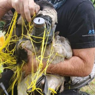 Long Island goose rescued after being found strapped with explosives