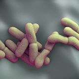 New Mexico man in his 20s dies of septicemic plague