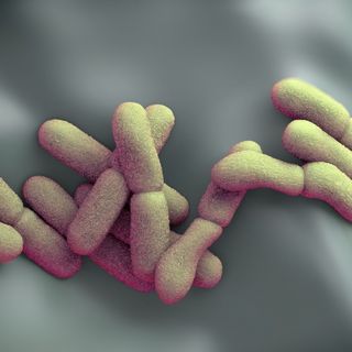 New Mexico man in his 20s dies of septicemic plague