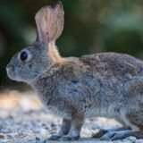 Deadly Rabbit Virus Spreads to Los Angeles County