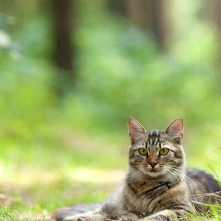 Authorities: Ex-Birmingham woman's cat hoarding made father's home unfit for humans