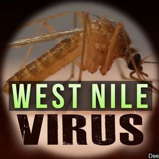 Pool of West Nile positive mosquitoes found in Idaho