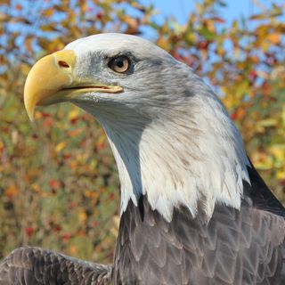 Area wildlife rehabilitation centers continue to save lives, despite pandemic-related challenges