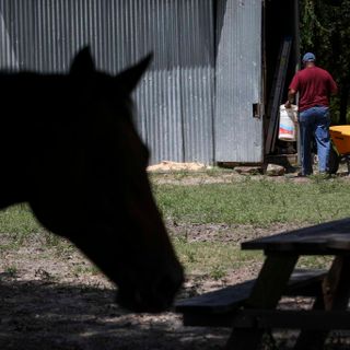 Longtime Florida crime trend emerges in Houston — leaving butchered horses in its wake