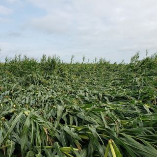 Midwest derecho devastates Iowa corn crop. Satellite imagery shows damage.