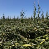 Iowa's corn yields could be cut in half where hurricane-force winds flattened fields