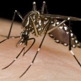 County officials: Alpine man contracts West Nile virus during trip to Arizona