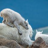 Scientists investigate mountain goat disease on Mount Evans