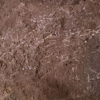 Scientists Found a 200,000-Year-Old Human Bed Made From Grass and Ash