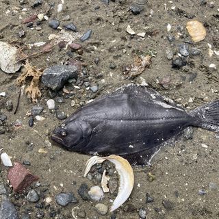 DEM finds nearly 5,000 dead fish off Barrington shore