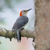 Birding: Field work for Maine Breeding Bird Atlas finds surprises