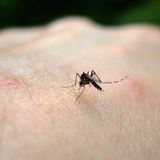 Health department issues warning about West Nile virus in St. Joseph County, Indiana