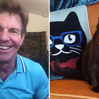 ‘I just couldn’t resist’: Actor Dennis Quaid is adopting a Lynchburg shelter cat named Dennis Quaid