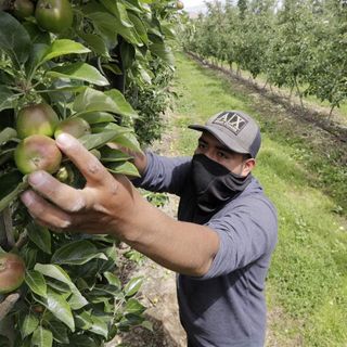 Struggling Farmers Work With Overwhelmed Food Banks to Stay Afloat