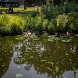 EPA Moves To Reduce Runoff That Feeds Toxic Algae In Charles River