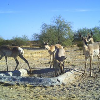 With no help from the monsoon, state crews deliver water to wildlife