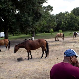 HPD to butcher shops: Be on the lookout for stolen horse meat