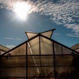 Tinted Solar Panels Can Help Farms Generate Clean Energy While Growing Food