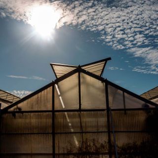 Tinted Solar Panels Can Help Farms Generate Clean Energy While Growing Food